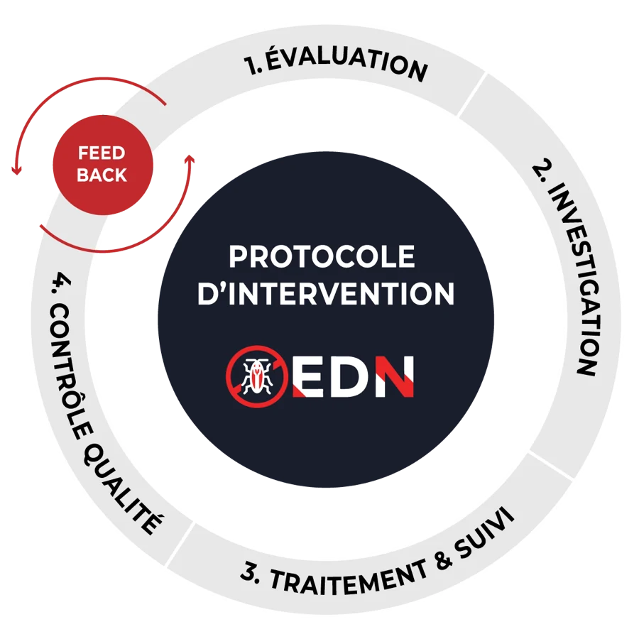 Protocole d'intervention EDN : évaluation, investigation, traitement et suivi, contrôle qualité, avec boucle de feedback